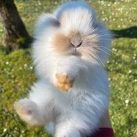 Coniglia nana ariete con pelo d'angora