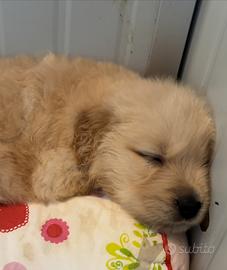 Cuccioli maschi di golden americani