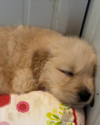 Cuccioli maschi di golden americani