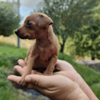 Disponibili cuccioli di pinscher toy