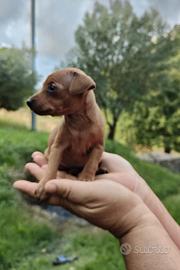 Disponibili cuccioli di pinscher toy