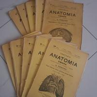 Trattato di Anatomia Umana L. TESTUT