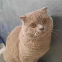 Gatto per accoppiamento