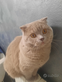 Gatto per accoppiamento