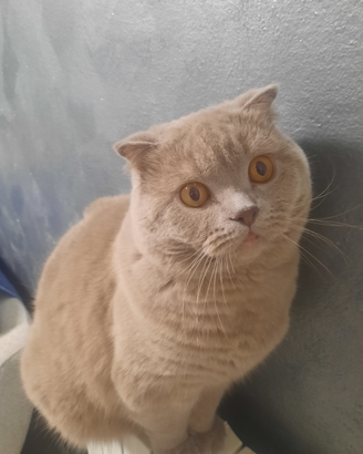 Gatto per accoppiamento