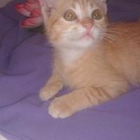 Nelle mani buone il gattino