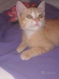 Nelle mani buone il gattino