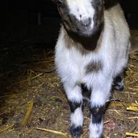 Tibetane maschi