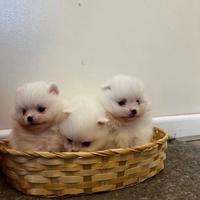 Cuccioli di spitz pomerania bianchi femmine