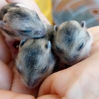 Disponibili simpatici cuccioli di criceti baby