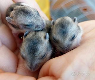 Disponibili simpatici cuccioli di criceti baby