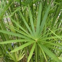 Piantine di Papiro per interni ed esterni