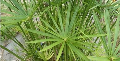 Piantine di Papiro per interni ed esterni