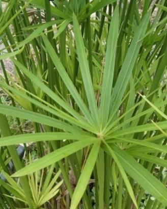 Piantine di Papiro per interni ed esterni