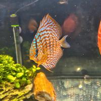 Discus