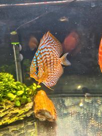 Discus