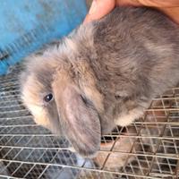 Coniglietti nani ariete