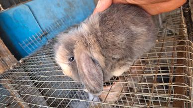 Coniglietti nani ariete