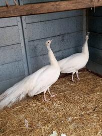 Pavoni bianchi e arlecchini