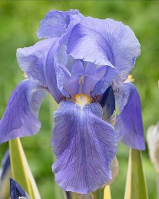 4 rizomi di Iris pallida profumatissimi