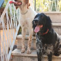 Cuccioli di setter inglese disponibili