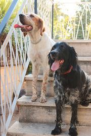 Cuccioli di setter inglese disponibili