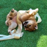 Fujiko cucciola shiba inu pedigree