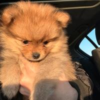 Volpino sptriz pomerania cucciolo