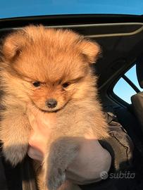 Volpino sptriz pomerania cucciolo