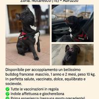 Cane bulldog maschio per monta