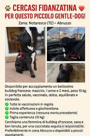 Cane bulldog maschio per monta