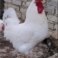 Magnifico Gallo