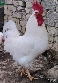 Magnifico Gallo