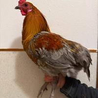 Gallo Araucana