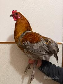 Gallo Araucana