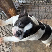 Bulldog francese