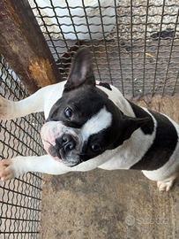 Bulldog francese