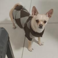 Chihuahua femmina
