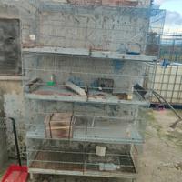 Batteria di Gabbie per uccelli 