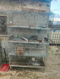 Batteria di Gabbie per uccelli 