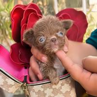 Chihuahua Femmina TOY