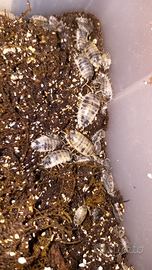 Colonie isopodi