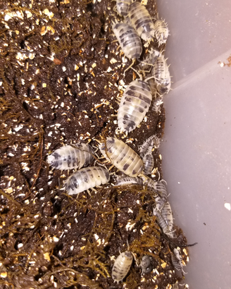Colonie isopodi