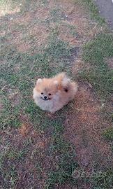 Spitz tedesco nano