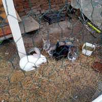 Conigli di varia razza adulti