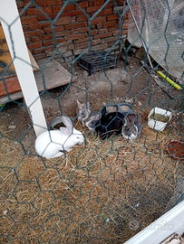 Conigli di varia razza adulti