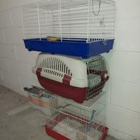 Gabbie coniglio uccellini