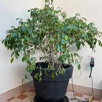 Ficus Benjamin