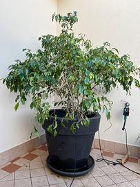 Ficus Benjamin