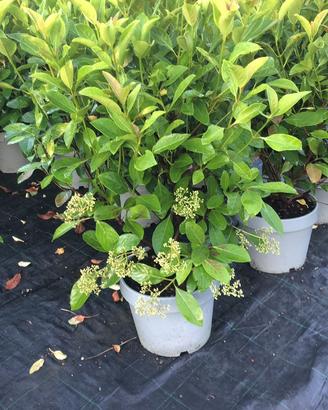 Piante di Viburnum lucidum